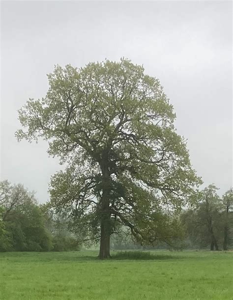 the royal oak tree.